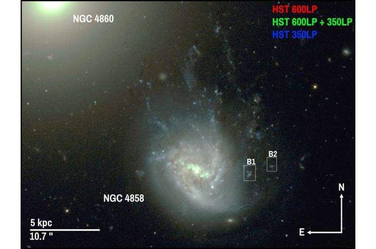 مجرة قنديل البحر