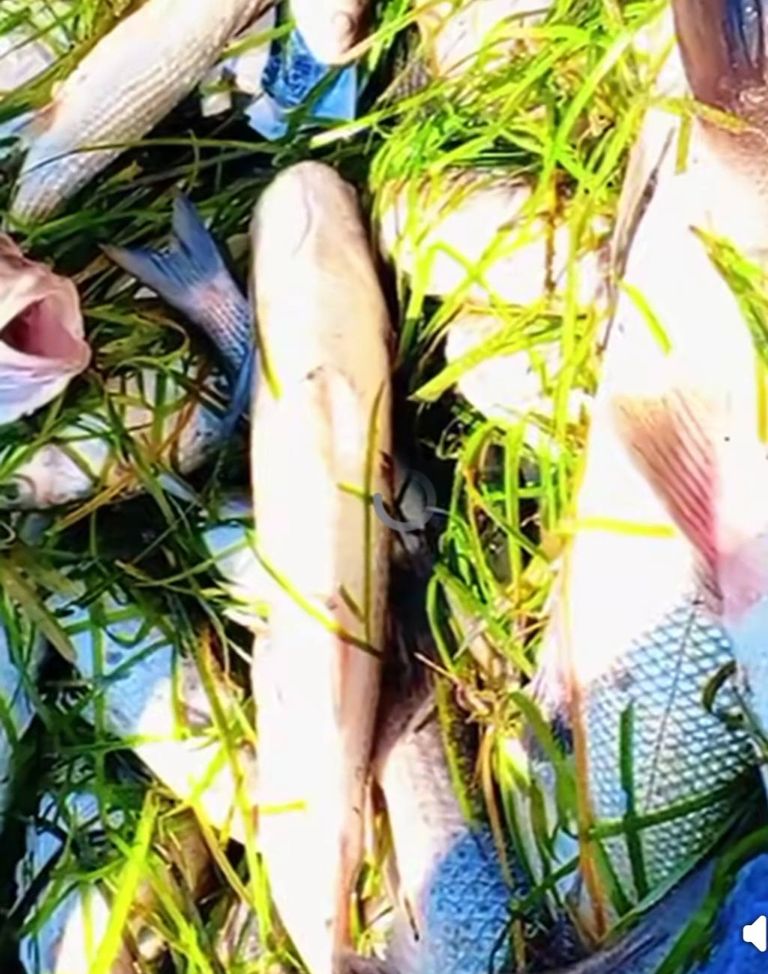 نفوق الأسماك على الشاطئ