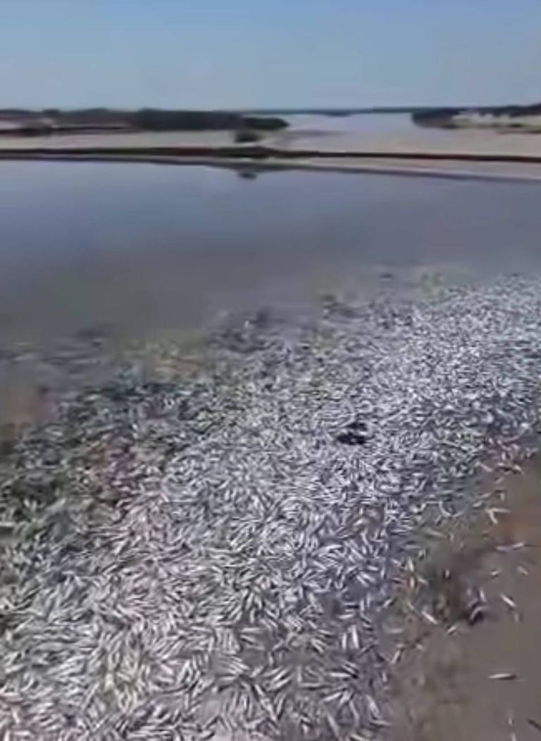 نفوق الأسماك على الشاطئ