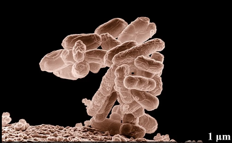 رذاذ المرحاض يمكن ان يلتصق بالهاتف ويسبب مشاكل صحية خطيرة