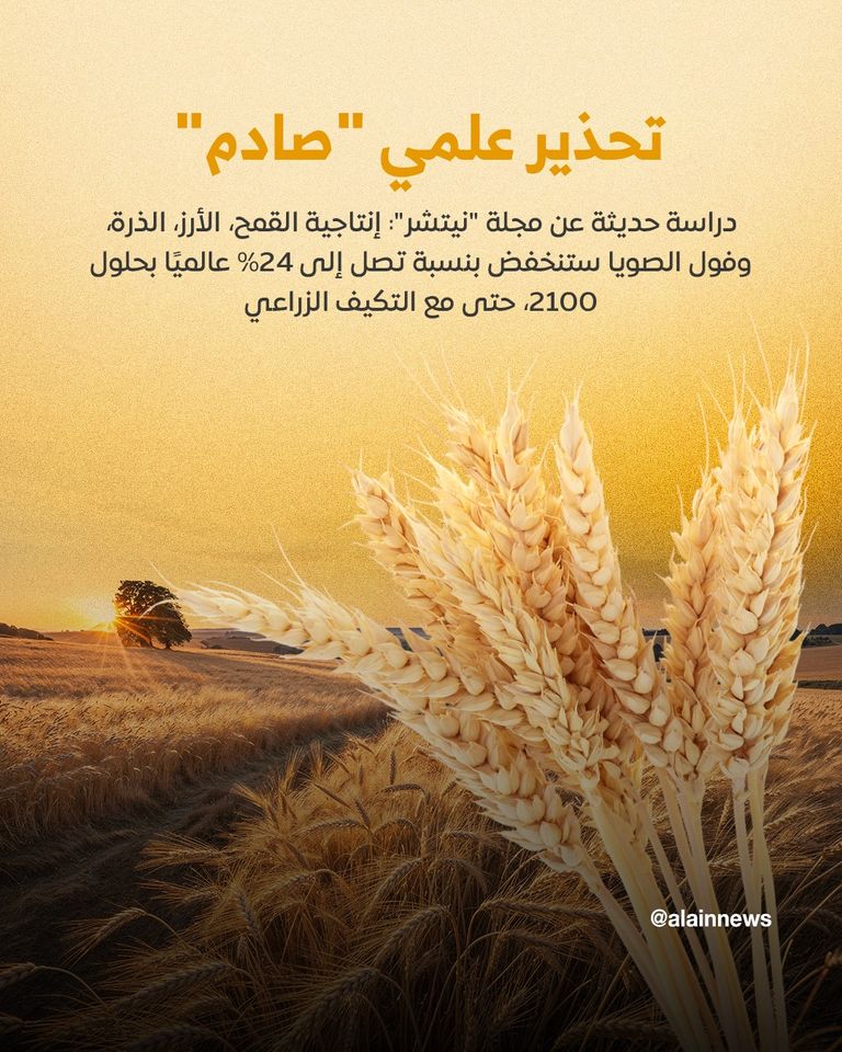 حقل ذرة (مصدر الصورة: شتر ستوك)