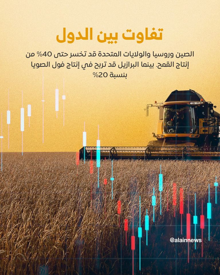 حقل ذرة (مصدر الصورة: شتر ستوك)