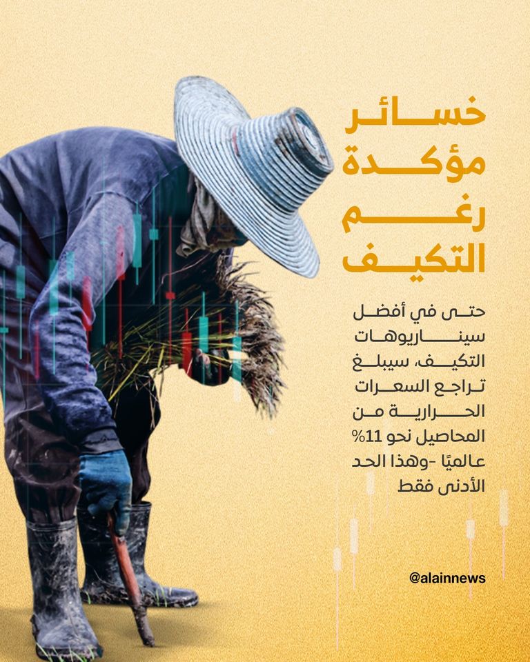 حقل ذرة (مصدر الصورة: شتر ستوك)