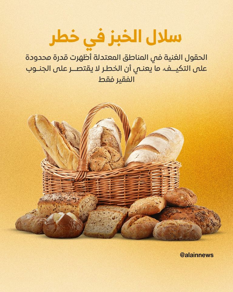 حقل ذرة (مصدر الصورة: شتر ستوك)