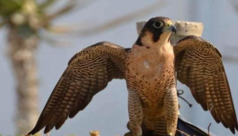طائر الساف بالهوارية