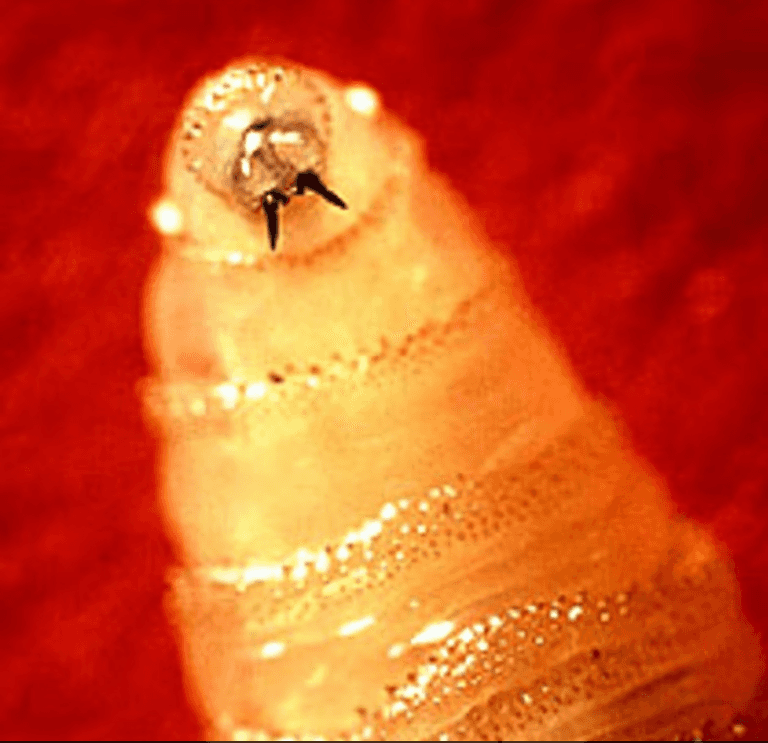 ذباب اللولب الجديد يزحف نحو أمريكا