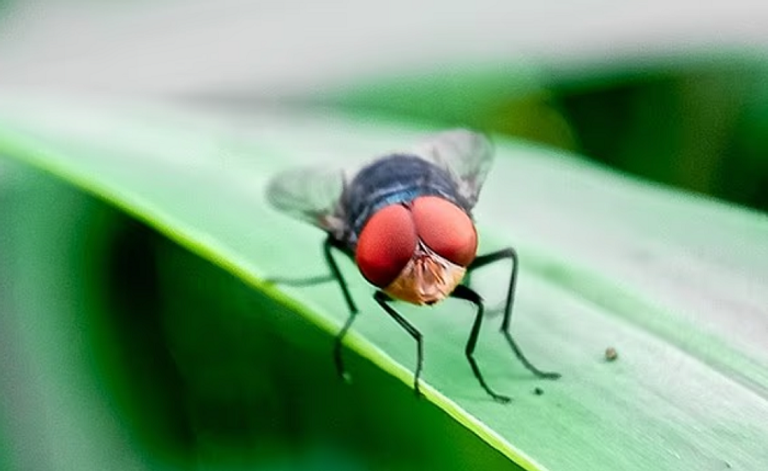 ذباب اللولب الجديد يزحف نحو أمريكا