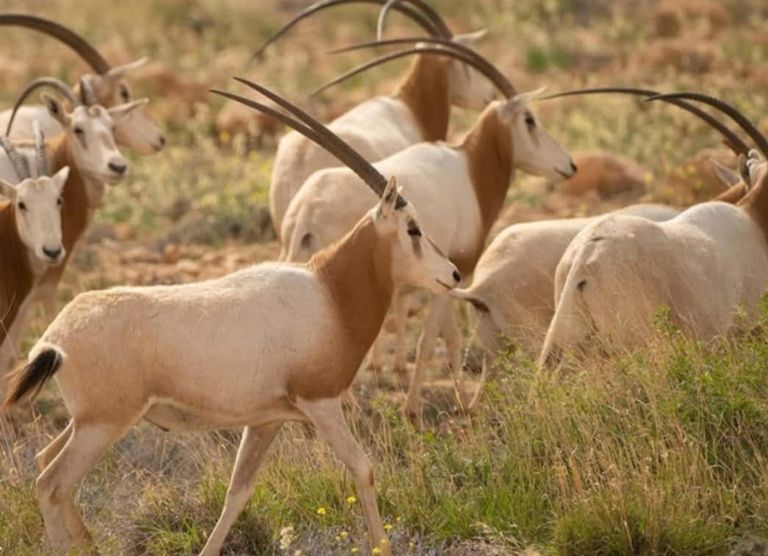 المحمية الطبيعية بوهدمة