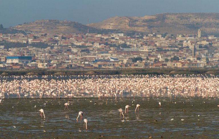 تطوير سبخة السيجومي
