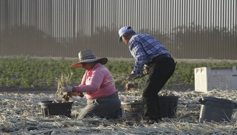 عمالة موسمية يقومون بجمع البصل على الحدود مع المكسيك مركبة عسكرية أمريكية متوقفة في منطقة دفاع وطني جديدة