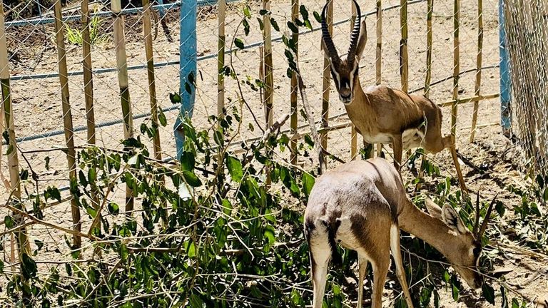 تربية الغزلان في اليمن