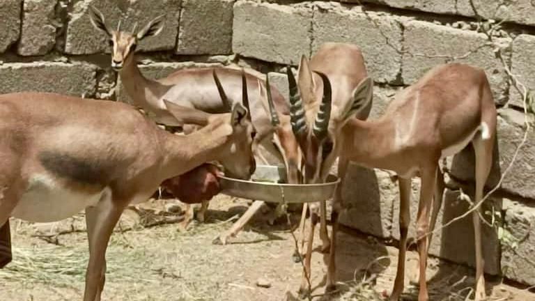 تربية الغزلان في اليمن