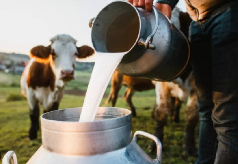 تغير المناخ يخفض إنتاج الحليب حتى في المزارع المبردة