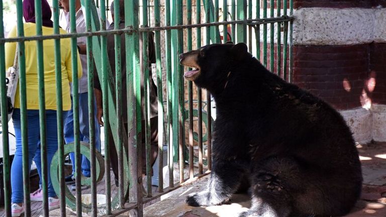 حديقة الحيوان في الجيزة - أرشيفية