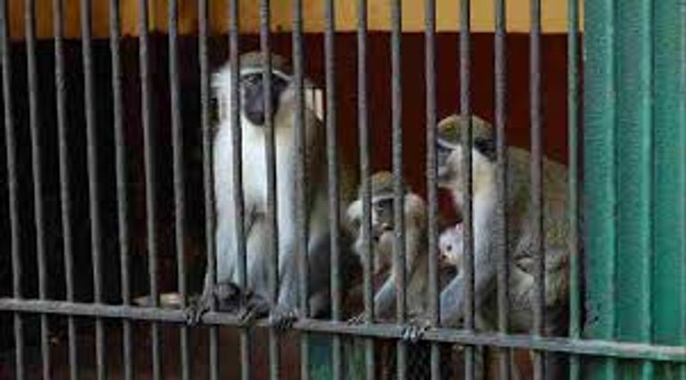 حديقة الحيوان في الجيزة - أرشيفية