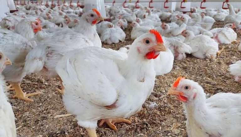 سامح السيد رئيس شعبة الدواجن بالغرفة التجارية بالجيزة