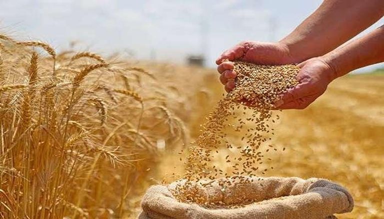 محصول القمح - أرشيفية