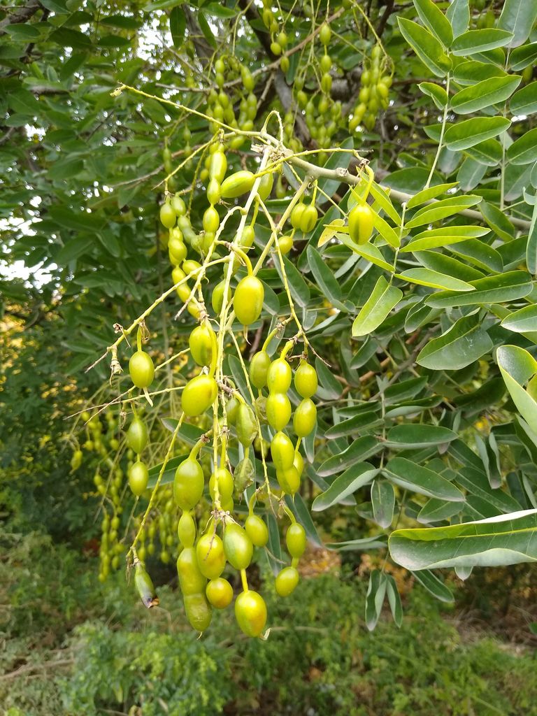 مركبات فعالة في مكافحة السرطان مستخلصة من أوراق "الباغودا اليابانية"