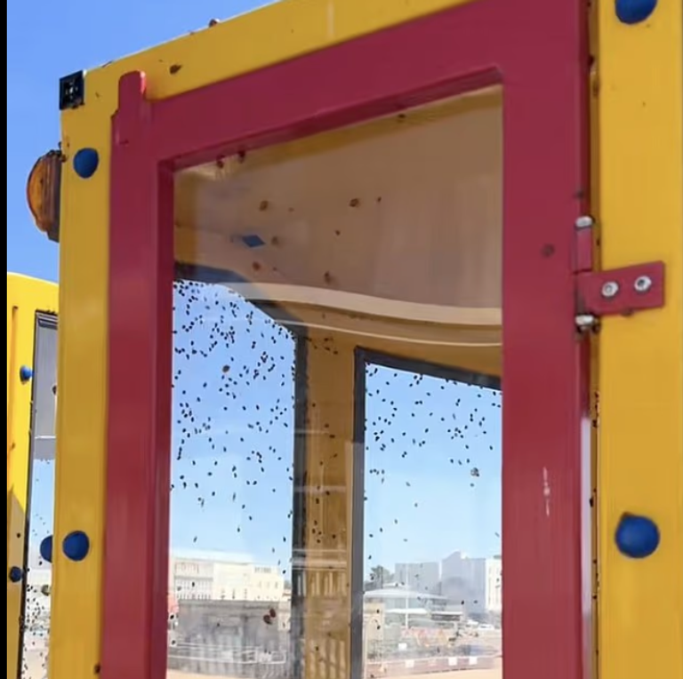 مدن بريطانية شهدت خلال الأيام الأخيرة غزوا غير مسبوق من الدعسوقات