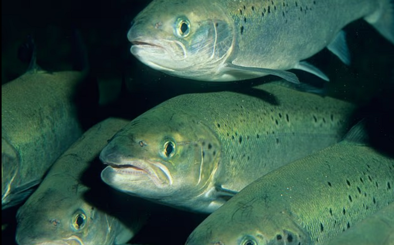 علاج جديد لنمو الشعر يعتمد على حيوانات منوية لسمك السلمون