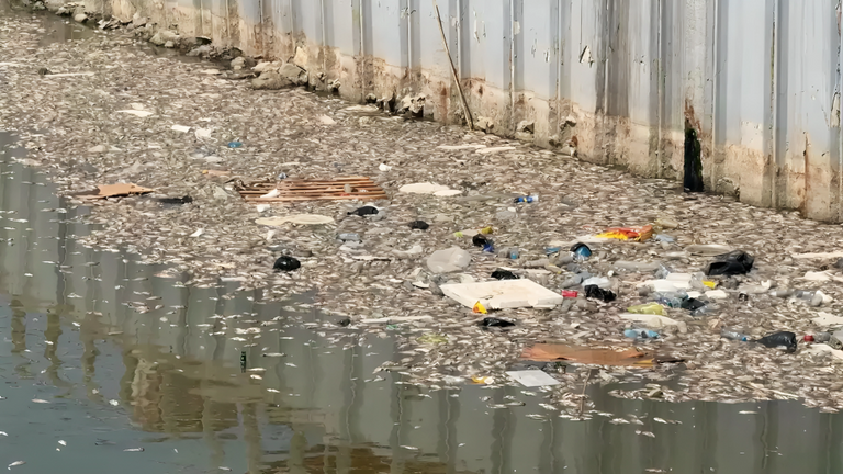 نفوق جماعي لأسماك نهر العشار في العراق