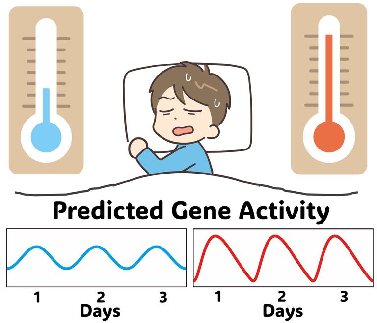 الجسم يقوم بـ"تشويه شكل الموجة الجينية" للحفاظ على إيقاعه المنتظم