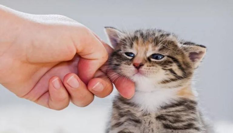 طبيب أعصاب يحذر من مخاطر خفية تنجم عن خدوش القطط