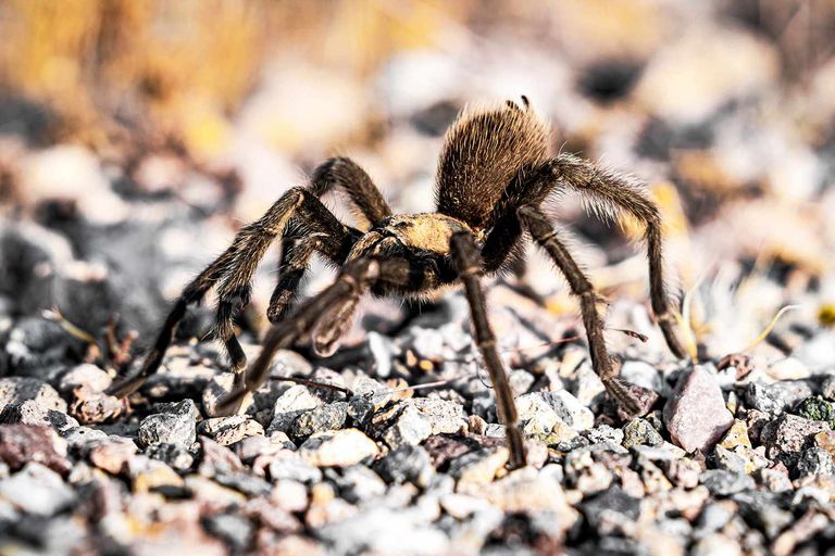 عناكب الرتيلاء العملاقة