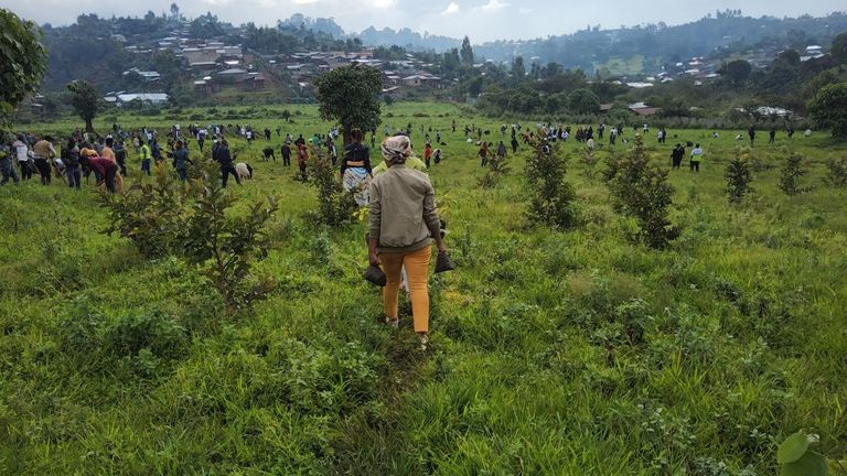 700 مليون شتلة في مواجهة تغير المناخ