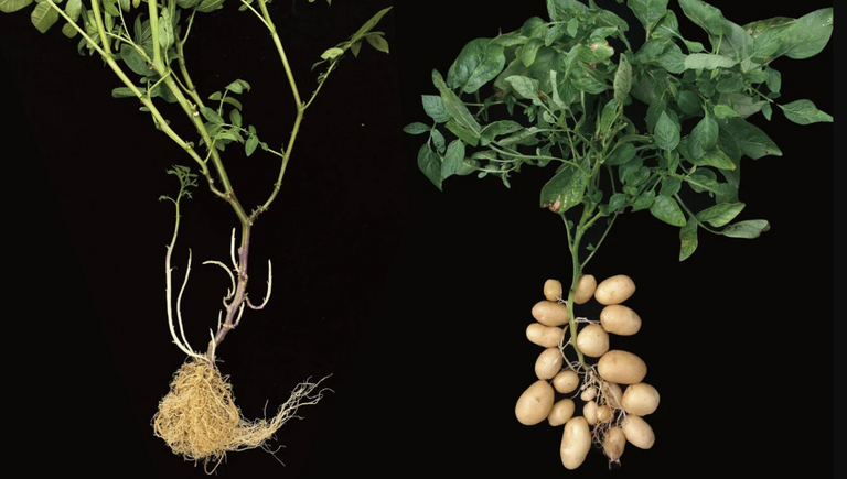 دراسة تكشف أصل البطاطا