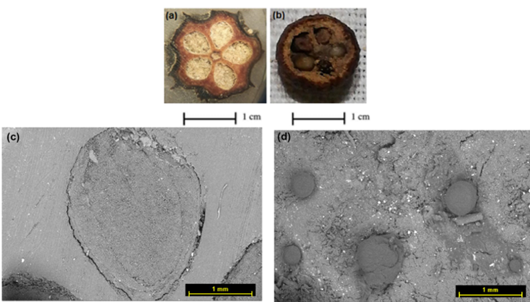 نبات العرعر