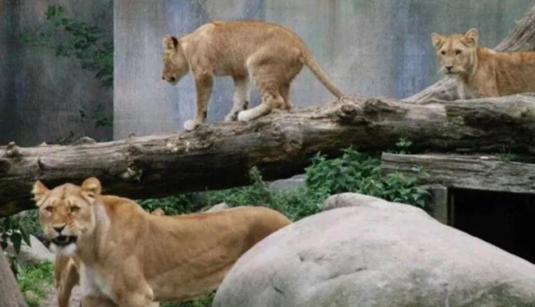 حيوانات مفترسة- أرشيفية