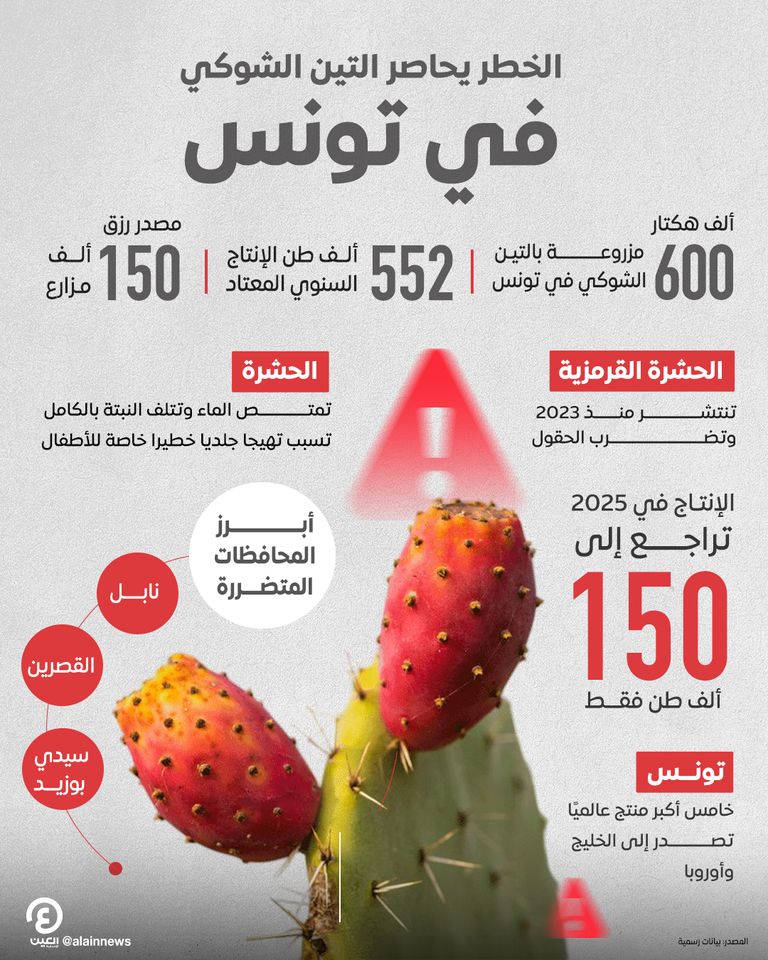 ثمار التين الشوكي