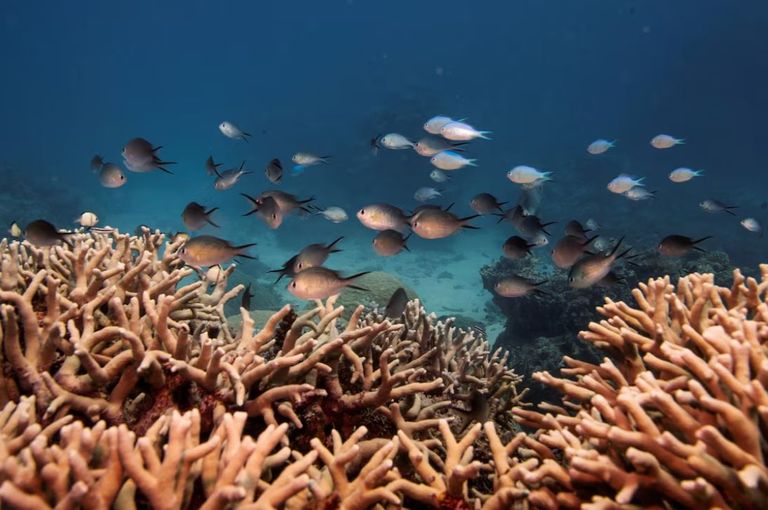 شعاب الحاجز المرجاني العظيم في أستراليا