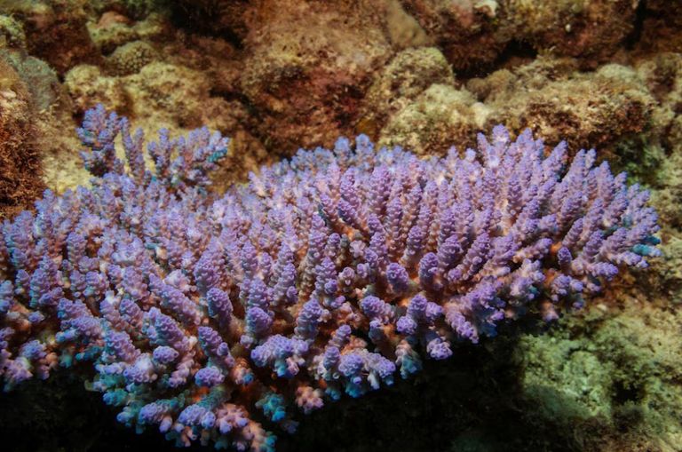 شعاب الحاجز المرجاني العظيم في أستراليا