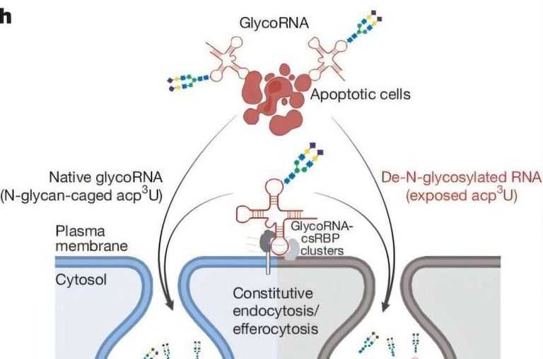 الكسوة السكرية.. الحماية الخفية لخلايا الجسم السليمة