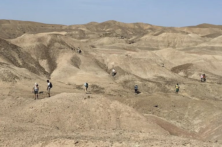 أسنان عمرها 2.8 مليون سنة