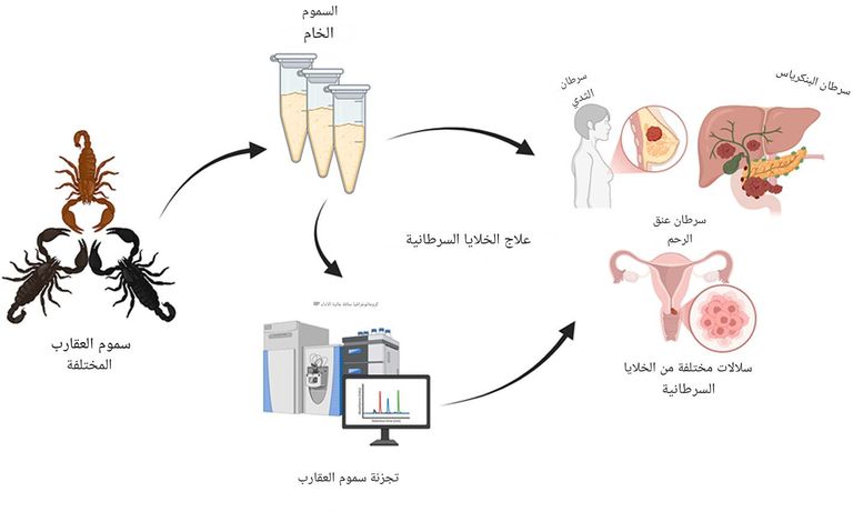 خصائص واعدة لسم أربعة أنواع من العقارب قد تساعد في تطوير أدوية لمكافحة السرطان
