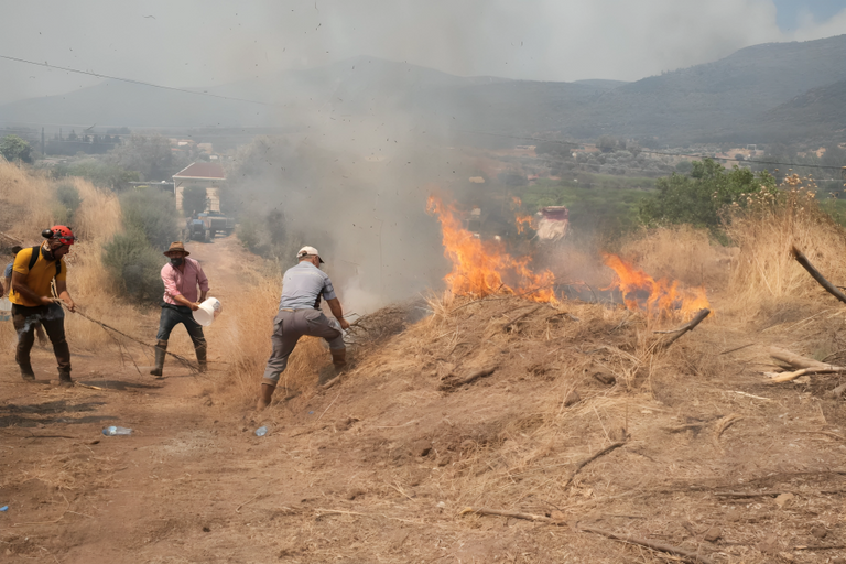 عصابة إحراق الغابات في تركيا عصابة إحراق الغابات في تركيا