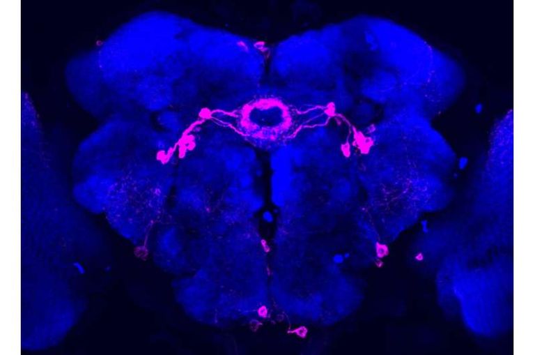 دماغ ذبابة الفاكهة الذي يتكون من نحو 150 ألف خلية عصبية