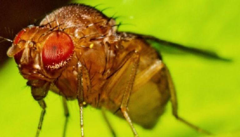 دماغ ذبابة الفاكهة الذي يتكون من نحو 150 ألف خلية عصبية