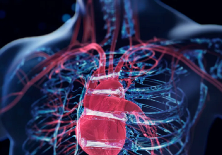 دهون خفية في الجسم قد تسرع شيخوخة القلب