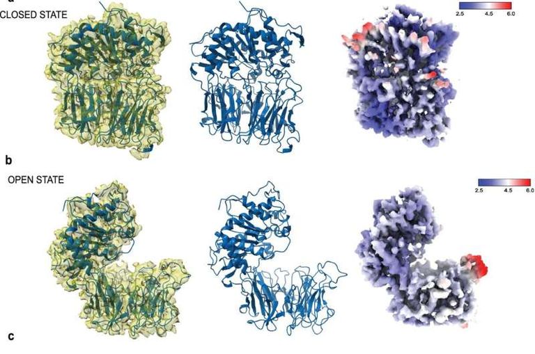 كشفت بنية البروتين "TcPOP"