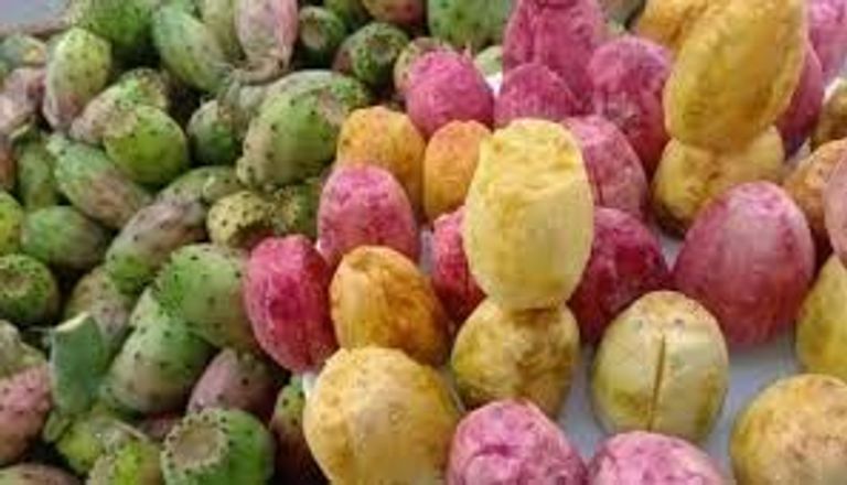 التين الشوكي التونسي