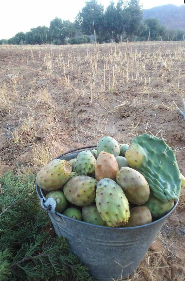 التين الشوكي التونسي