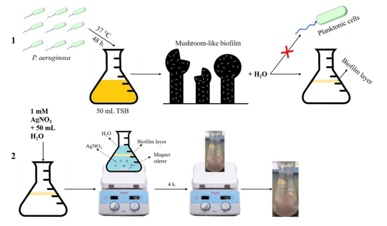 علاج مبتكر يقتل البكتيريا المقاومة