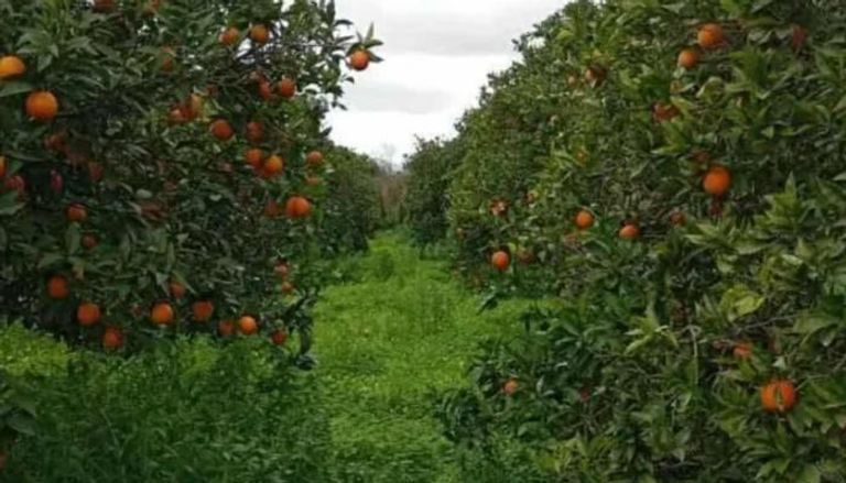 حقل برتقال بنابل التونسية