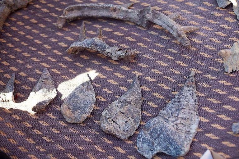 ديناصور مدرع Spicomellus afer ديناصور مدرع Spicomellus afer