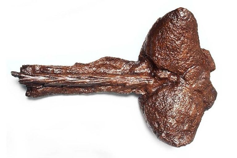 ديناصور مدرع Spicomellus afer ديناصور مدرع Spicomellus afer