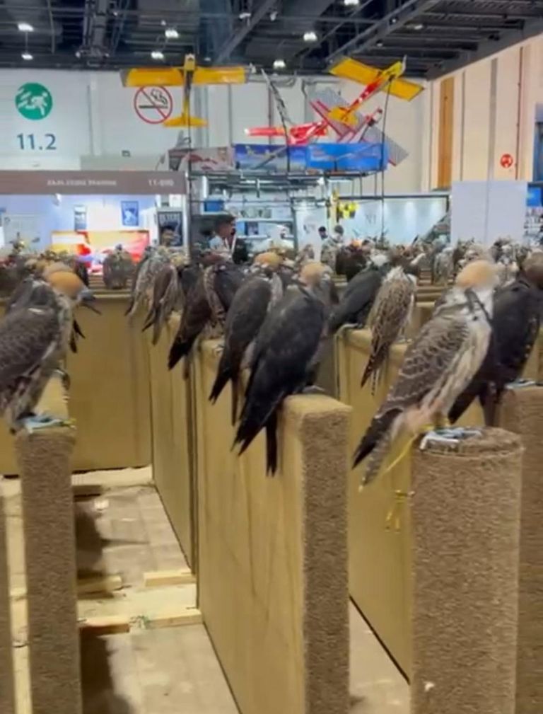 معرض الصيد والفروسية